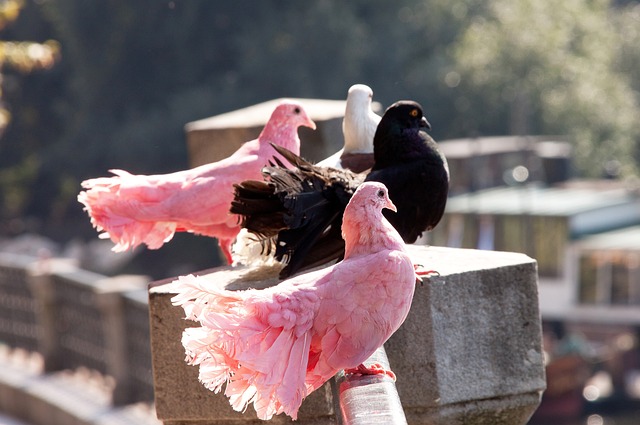 梯级挑战赛1瓶分惜败巴雷特 陈财政第4名收官.
